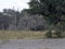 Herd of African elephants at Lake Horseshoe in Bwabwata, Namibia