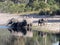 Herd of African elephants at Lake Horseshoe in Bwabwata, Namibia