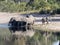 Herd of African elephants at Lake Horseshoe in Bwabwata, Namibia