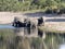 Herd of African elephants at Lake Horseshoe in Bwabwata, Namibia