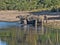 Herd of African elephants at Lake Horseshoe in Bwabwata, Namibia