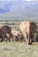 Herd of African Elephants Loxodonta africana browsing, Addo Elephant National, Park, Eastern Cape, South Africa