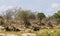 Herd of african elephants Loxodonta africana walking in a dry riverbed in Kruger National Park