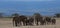 herd of african elephants make their daily trek from the foothills of mount kilimanjaro to amboseli national park, kenya, in their