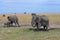 Herd of african elephants in a natural environment