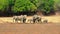 Herd of African Elephants on the open plains with a natural bushveld background in Mfuwe, South Luangwa National Park