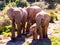 Herd of African elephants protecting a baby