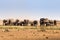 Herd of African Elephants Raising Dust in Savannah, Kruger Park, South Africa