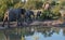 Herd of African elephants reflected in the water at a waterhole at the Sabi Sands Game Reserve, South Africa.