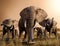 Herd of African Elephants in the Savanna at Sunset