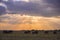 Herd of African Elephants at sunset Masai Mara ,Kenya.