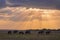 Herd of African Elephants at sunset Masai Mara ,Kenya.