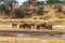 Herd of african elephants at the Tarangire river in Tarangire National Park, Tanzania