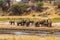 Herd of african elephants at the Tarangire river in Tarangire National Park, Tanzania