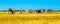 Herd of african elephants at waterhole. Chobe National Park, Okavango Region, Botswana, Africa. Panorama image