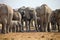 Herd of African elephants at waterhole Etosha, Namibia
