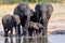 Herd of African elephants, at the waterhole in Hwange National Park, Zimbabwe