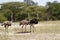 Herd of African Ostrich
