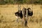 Herd of African Ostrich