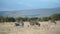 A herd of African plains zebra graze in the hills