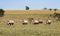 Herd of African rhinos runs through the tall grass of the savannah expanses