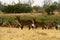 Herd of African Water Buck