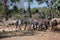 A herd of african zebras and antelopes graze