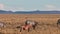 Herd of African zebras and Bubal antelopes grazing