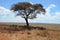 Herd of African zebras standing in the shade.