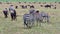 Herd of African zebras and wildebeest grazing