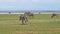 Herd of African zebras and wildebeest grazing. Kenya, Africa