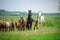 Herd of akhal-teke Horse on the field