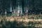 Herd of alert fallow deer in forest.