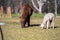 herd of alpaca, alpacas grazing in a field. white llama in a meadow in australia