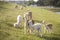 Herd of Alpaca animals