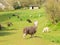 Herd of Alpaca in a green field in spring