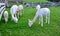 Herd of Alpaca Llamas grazing grass