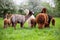 A herd of Alpacas
