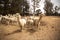 Herd of alpacas on a dry australian farm