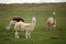 Herd of alpacas. farm with green background.