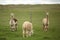 Herd of alpacas. farm with green background.