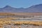 A herd of alpacas graze on a high plateau