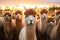 Herd of alpacas at sunset