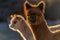 A herd of alpacas at sunset on a farm in Oregon