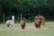 Herd of alpacas Vicugna pacos in a meadow.