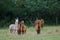 Herd of alpacas Vicugna pacos in a meadow.