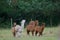 Herd of alpacas Vicugna pacos in a meadow.