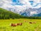 Herd of alpine cows lying on the green pasture. Landscape with peaks of Dolomites, Italy