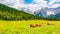 Herd of alpine cows lying on the green pasture. Landscape with peaks of Dolomites, Italy