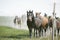 Herd of an amazing akhal-teke horses return home